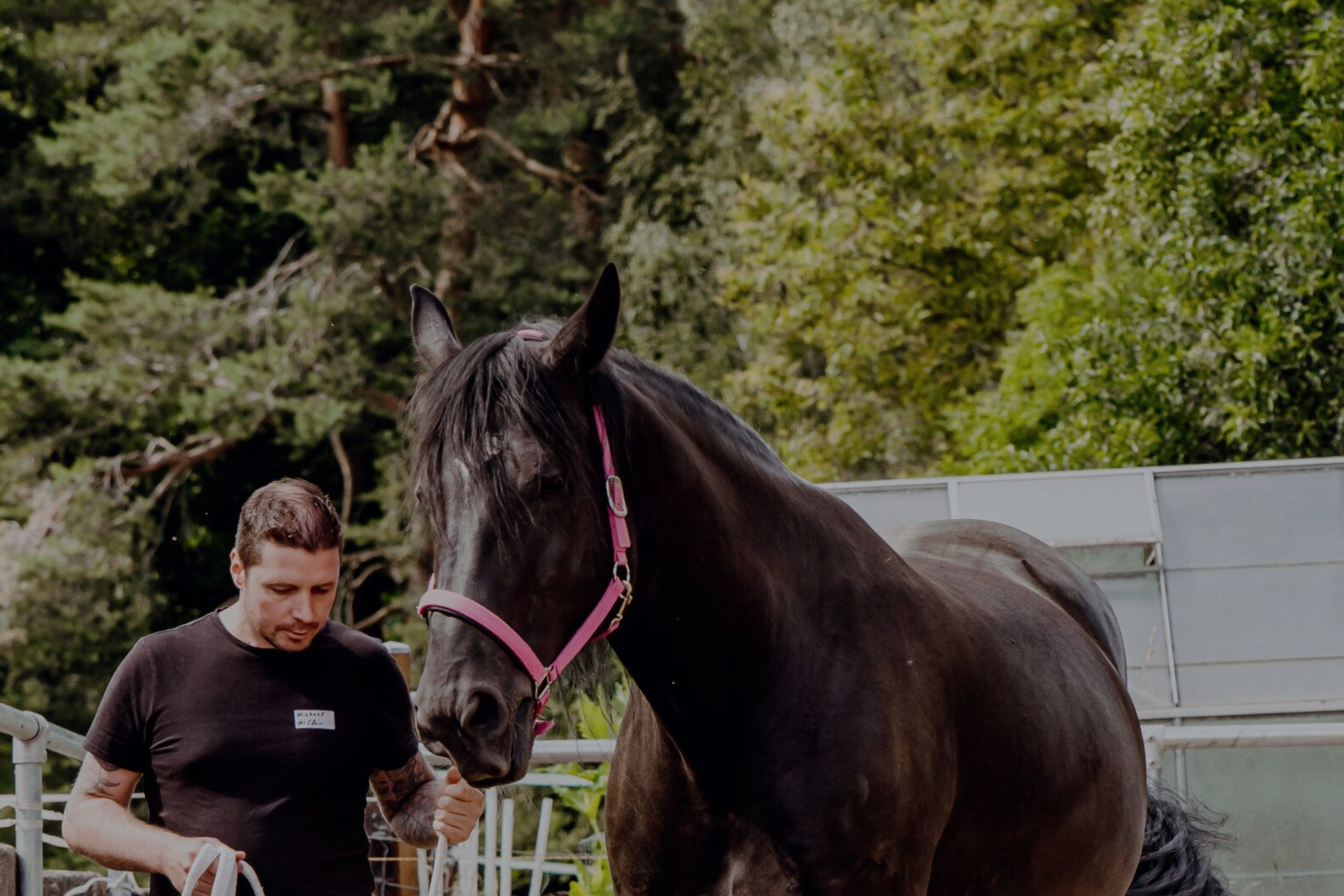 Two men stand beside a dark brown horse wearing a pink halter in an outdoor paddock with trees in the background.